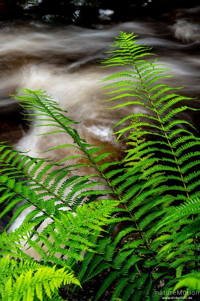Flusslauf, Farnwedel, Kinlochleven, Schottland