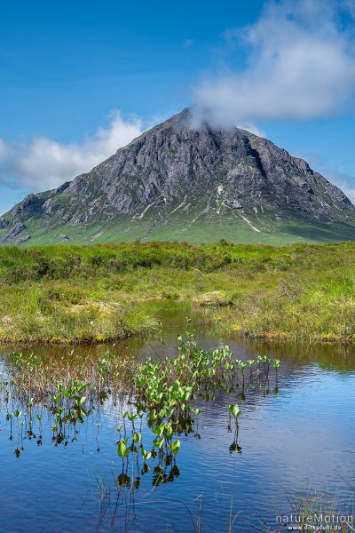 Fieberklee, Menyanthes trifoliata, Menyanthaceae, Moorweiher, Buachaille Etive Mór, Glencoe, Schottland