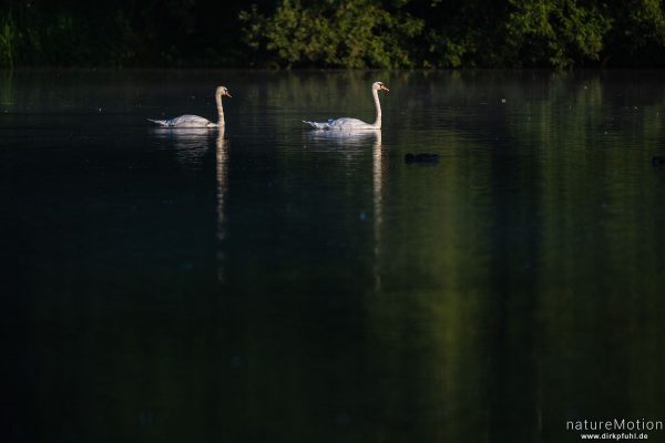Höckerschwan, Cygnus olor, Entenvögel (Anatidae), Kiessee, Göttingen, Deutschland