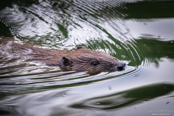 Europäische Biber, Castor fiber, Biber (Castoridae), Alttier schwimmt in der Nähe des Baus, Leine, Göttingen, Deutschland