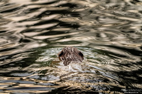 Europäische Biber, Castor fiber, Biber (Castoridae), Alttier schwimmt in der Nähe des Baus, Leine, Göttingen, Deutschland