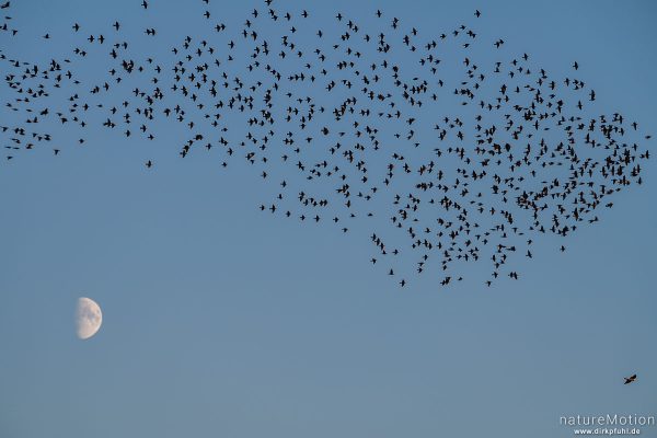 Star, Sturnus vulgaris, Sturnidae, abendlicher Schwarmflug über dem Schlafplatz, Kiessee, Göttingen, Deutschland