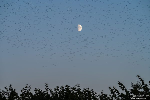 Star, Sturnus vulgaris, Sturnidae, abendlicher Schwarmflug über dem Schlafplatz, Kiessee, Göttingen, Deutschland