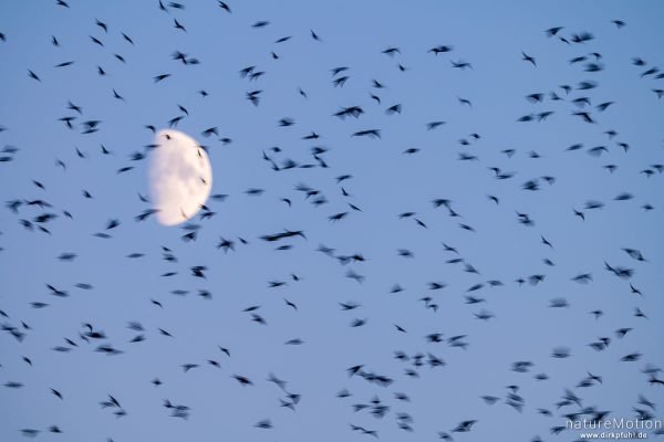 Star, Sturnus vulgaris, Sturnidae, abendlicher Schwarmflug über dem Schlafplatz, Kiessee, Göttingen, Deutschland