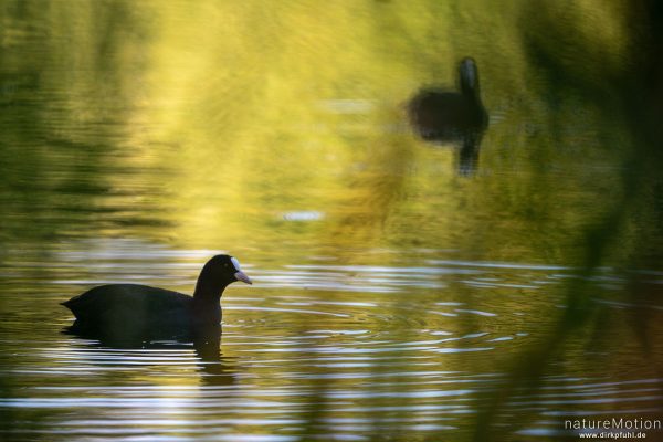 Bläßhuhn, Bläßralle, Fulica atra, Rallidae, Kiessee, Göttingen, Deutschland