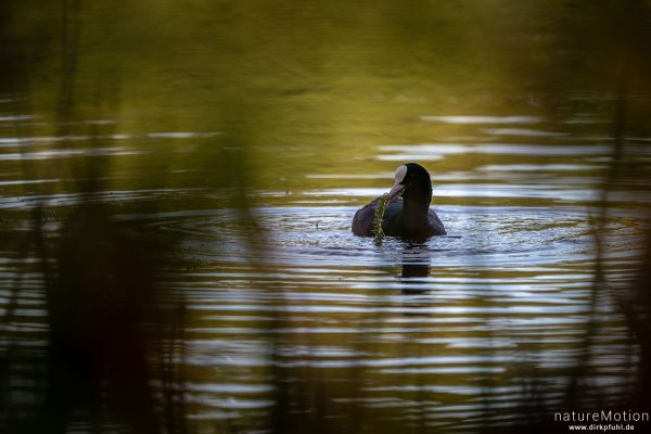 Bläßhuhn, Bläßralle, Fulica atra, Rallidae, Kiessee, Göttingen, Deutschland