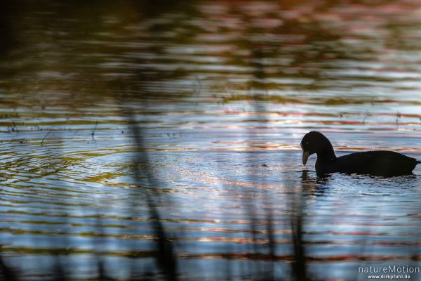 Bläßhuhn, Bläßralle, Fulica atra, Rallidae, Kiessee, Göttingen, Deutschland