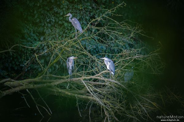 Graureiher, Ardea cinerea, Ardeidae, mehrere Tiere sitzen im Geäst am Ufer, Kiessee, Göttingen, Deutschland