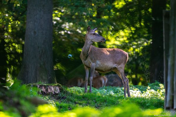 Rothirsch, Cervus elaphus, Cervidae, Weibchen, Wildpark Neuhaus, Neuhaus, Deutschland