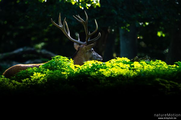 Rothirsch, Cervus elaphus, Cervidae, Männchen, Wildpark Neuhaus, Neuhaus, Deutschland