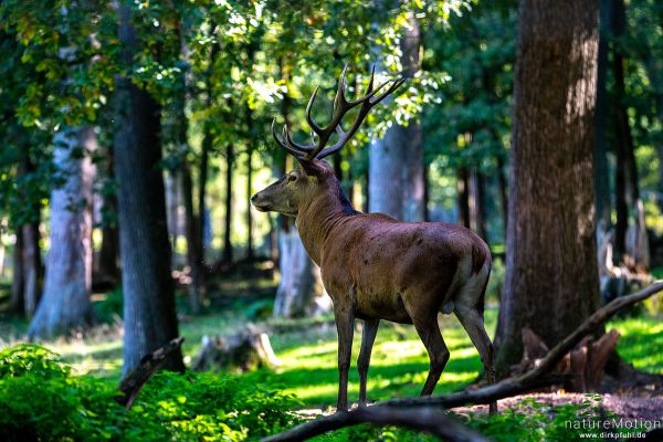 Rothirsch, Cervus elaphus, Cervidae, Männchen,  Wildpark Neuhaus, Neuhaus, Deutschland