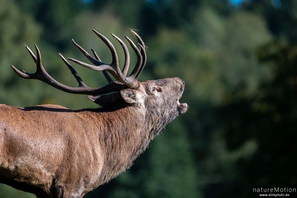 Rothirsch, Cervus elaphus, Cervidae, Männchen, Brunft, Wildpark Neuhaus, Neuhaus, Deutschland