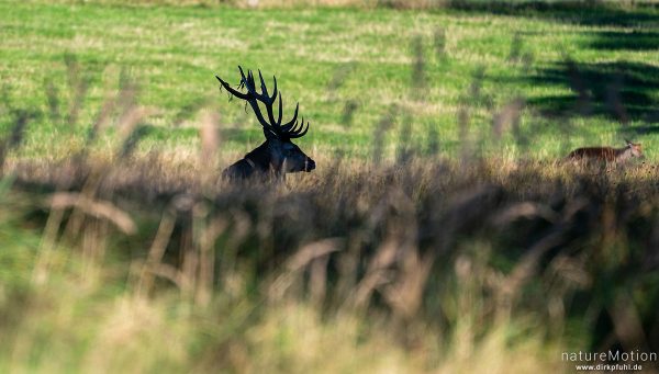 Rothirsch, Cervus elaphus, Cervidae, Männchen, Neuhaus, Neuhaus, Deutschland