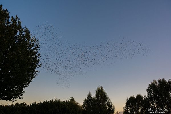 Star, Sturnus vulgaris, Sturnidae, abendlicher Schwarmflug über dem Schlafplatz, Kiessee, Göttingen, Deutschland