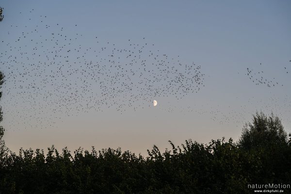 Star, Sturnus vulgaris, Sturnidae, abendlicher Schwarmflug über dem Schlafplatz, Kiessee, Göttingen, Deutschland