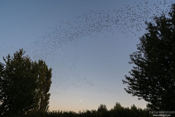 Star, Sturnus vulgaris, Sturnidae, abendlicher Schwarmflug über dem Schlafplatz, Kiessee, Göttingen, Deutschland