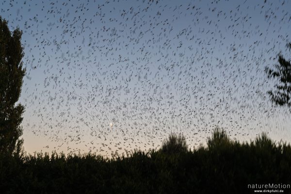 Star, Sturnus vulgaris, Sturnidae, abendlicher Schwarmflug über dem Schlafplatz, Kiessee, Göttingen, Deutschland