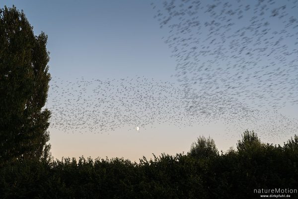 Star, Sturnus vulgaris, Sturnidae, abendlicher Schwarmflug über dem Schlafplatz, Kiessee, Göttingen, Deutschland