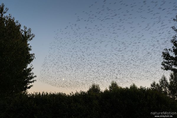 Star, Sturnus vulgaris, Sturnidae, abendlicher Schwarmflug über dem Schlafplatz, Kiessee, Göttingen, Deutschland