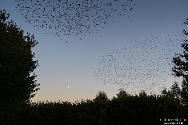 Star, Sturnus vulgaris, Sturnidae, abendlicher Schwarmflug über dem Schlafplatz, Kiessee, Göttingen, Deutschland