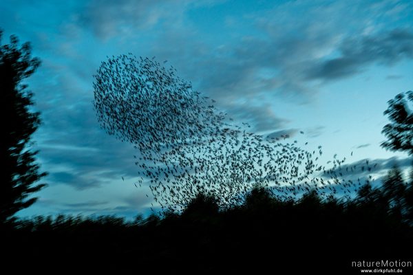 Star, Sturnus vulgaris, Sturnidae, Schwarm, abendlicher Schwarmflug über dem Schlafplatz, Kiessee, Göttingen, Deutschland
