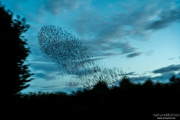 Star, Sturnus vulgaris, Sturnidae, Schwarm, abendlicher Schwarmflug über dem Schlafplatz, Kiessee, Göttingen, Deutschland