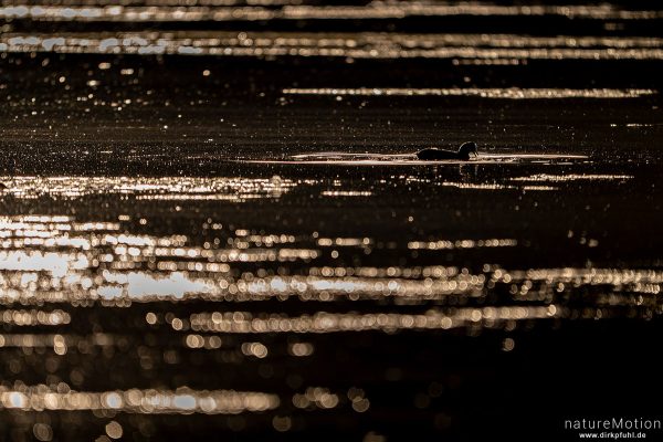 Bläßhuhn, Bläßralle, Fulica atra, Rallidae, Nahrungssuche, Kiessee, Göttingen, Deutschland