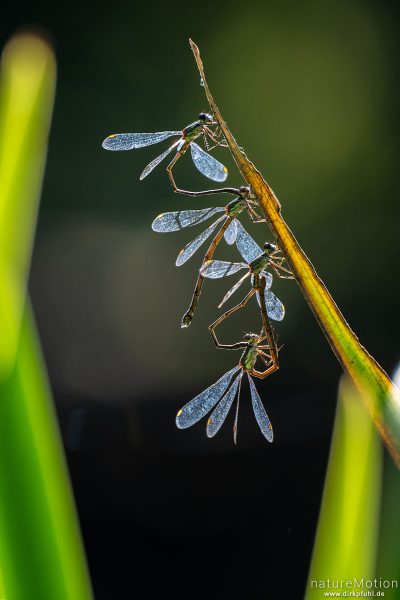 Gemeine Binsenjungfer, Lestes sponsa, Teichjungfern (Lestidae), 2 Paare an Blatt von Schwerlilie, Paarungsrad, Levinscher Park, Göttingen, Deutschland