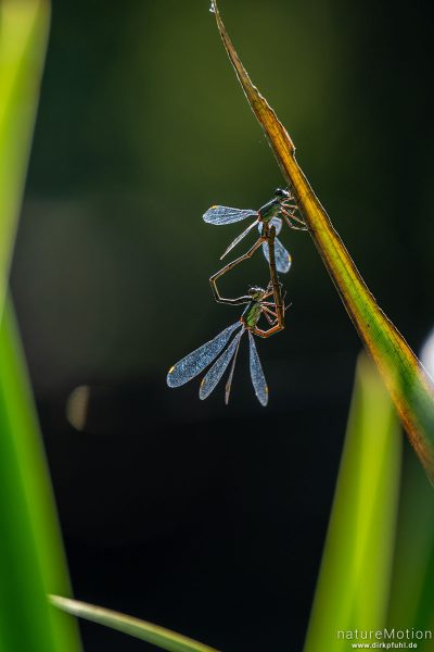 Gemeine Binsenjungfer, Lestes sponsa, Teichjungfern (Lestidae), Paarungsrad, Levinscher Park, Göttingen, Deutschland