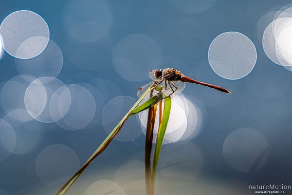 Große Heidelibelle, Sympetrum striolatum, Libellulidae, Männchen, Ansitz, Levinscher Park, Göttingen, Deutschland