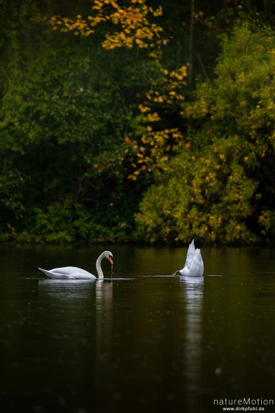 Höckerschwan, Cygnus olor, Entenvögel (Anatidae), Paar beim gründeln, Kiessee, Göttingen, Deutschland