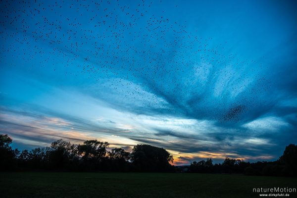 Star, Sturnus vulgaris, Sturnidae, Schwarmflug am Schlafplatz, Murmuration, Kiessee, Göttingen, Deutschland