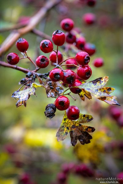 Eingriffeliger Weißdorn, Crataegus monogyna, Rosaceae, Früchte, Regentropfen, Kiessee, Göttingen, Deutschland