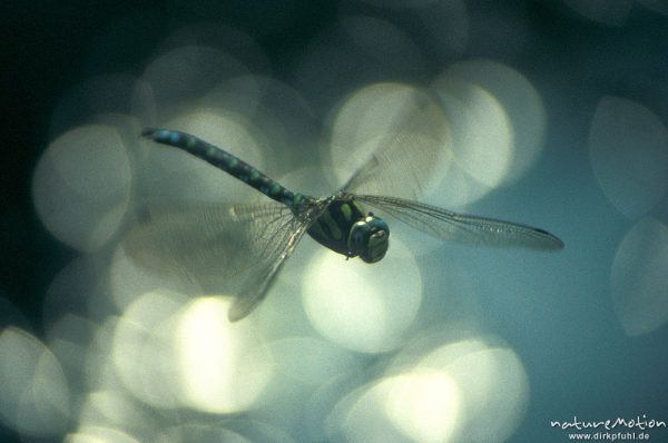 Blaugrüne Mosaikjungfer, Aeshna cyanea, Aeshnidae,  Männchen, Flug, Lichtreflexe, Hoher Hagen, Deutschland