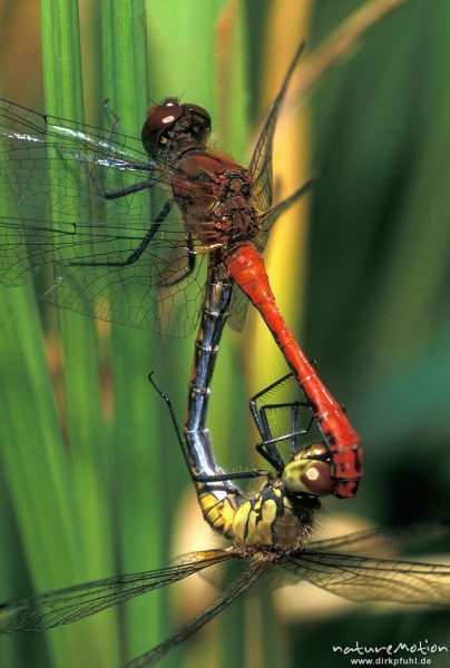 Blutrote Heidelibelle, Sympetrum sanguineum, Libellulidae, Paarung, Göttingen, Deutschland