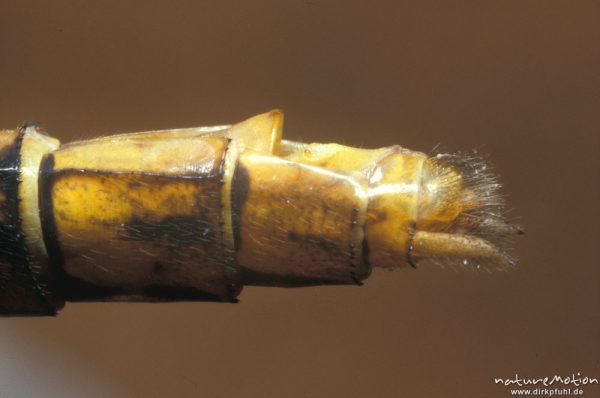 Große Heidelibelle, Sympetrum striolatum, Libellulidae, ? w, Legescheide, Legeapparat, Göttingen, Deutschland