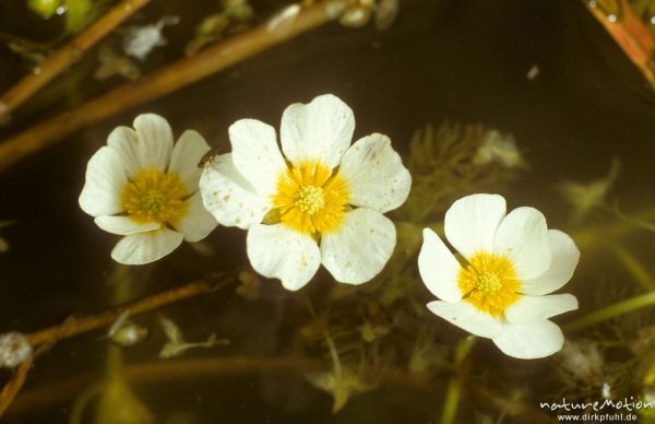 Wasser-Hahnenfuß, Ranunculus aquatilis, Ranunculaceae, Göttingen, Deutschland