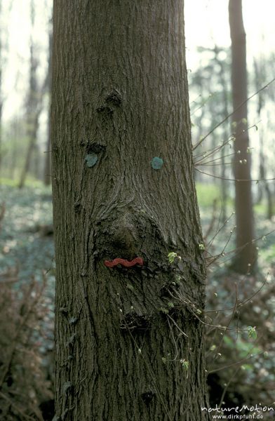 Gesicht aus Knetgummi an Baumstamm, Göttinger Wald oberhalb Schillwiesen, Göttingen, Deutschland