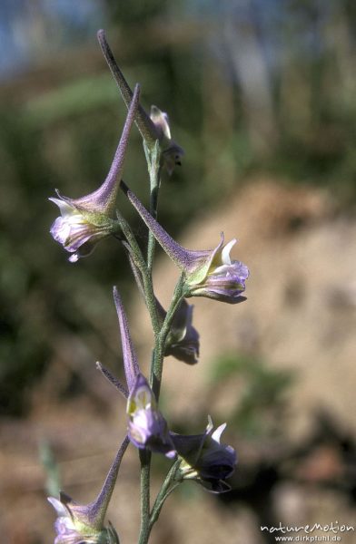 Feld-Rittersporn, Consolida regalis, Ranunculaceae, Blüten, Korsika, Frankreich