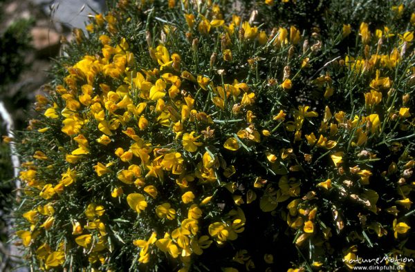 Korsischer Ginster, Genista corsica, Fabaceae, endemisch, blühende Macchia, Korsika, Frankreich