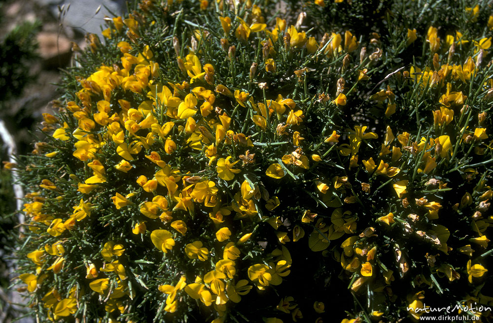 Korsischer Ginster, Genista corsica, Fabaceae, endemisch, blühende ...