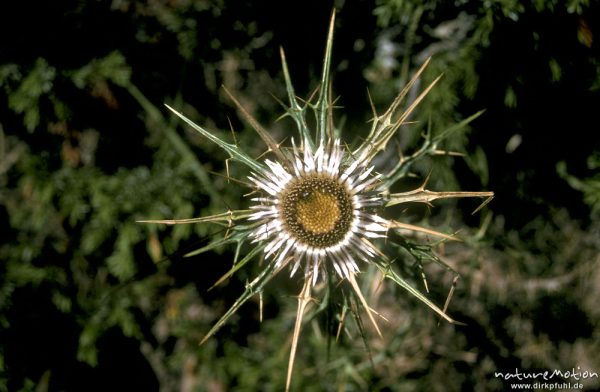 Großköpfige Eberwurz, Carlina macrocephala, Asteraceae,, Korsika, Frankreich