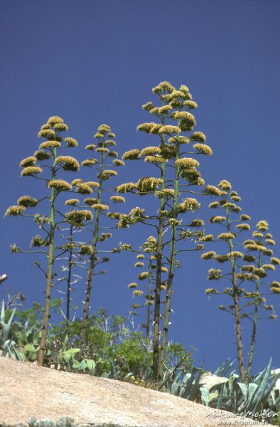 Amerikanische Agave, Agave americana, Agavaceae, Blütenstände, Korsika, Frankreich