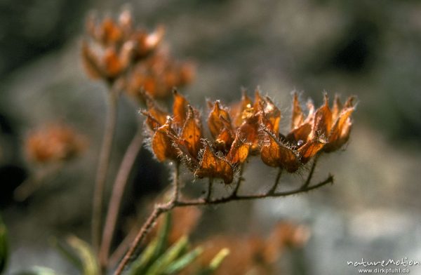 Montpellier-Zistrose, Cistus monspeliensis, Cistaceae,, Korsika, Frankreich