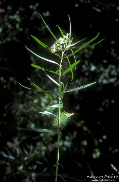 Strauchige Seidenpflanze, Gomphocarpus fruticosus, Asclepiadaceae, Galeria, Korsika, Frankreich