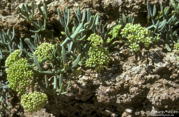 Meerfenchel, Crithmum maritimum, Apiaceae, Küste bei Galeria, Korsika, Frankreich