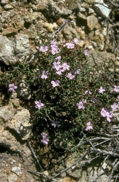 Strandflieder, Limonium articulatum, Plumbaginaceae, Küste bei Galeria, Korsika, Frankreich