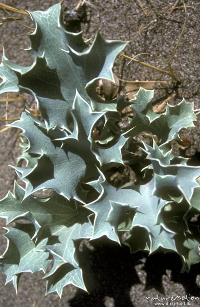 Stranddistel, Eryngium maritimum, Apiaceae, Strand von Galeria, Korsika, Frankreich