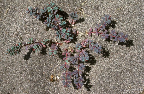 Strand-Wolfsmilch, Euphorbia paralias, Euphorbiaceae, nur Blätter, Strand von Galeria, Korsika, Frankreich