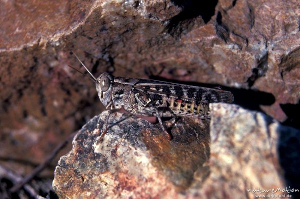 Italienische Schönschrecke, Calliptamus italicus, Acrididae, Felsen an der Küste von Galeria, Korsika, Frankreich